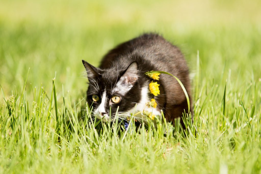 black cat playing on green grass lawn