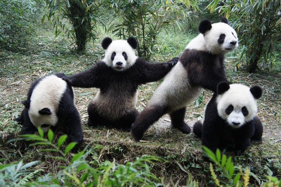 4-times-pandas-were-way-too-cute-to-handle