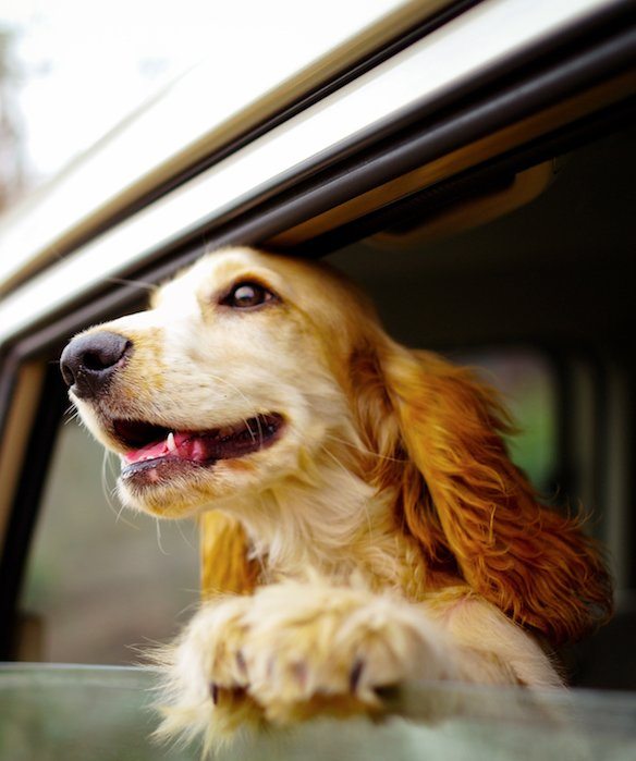 4-tips-for-traveling-with-pets