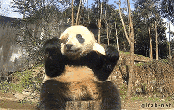 5-times-pandas-were-way-too-cute-to-handle