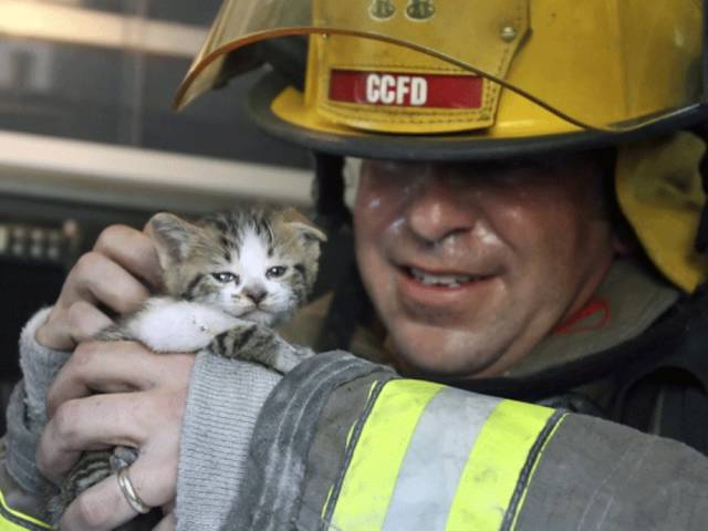 6-heartbreaking-pics-animals-saving-pets