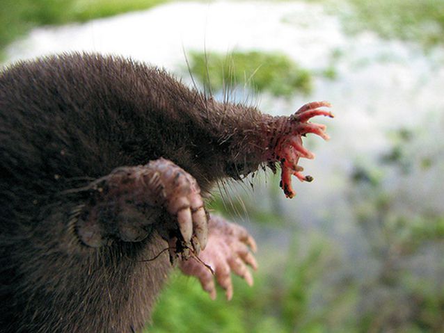 6-ugliest-animals-on-the-planet