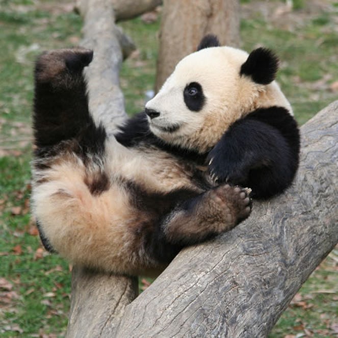 7-times-pandas-were-way-too-cute-to-handle