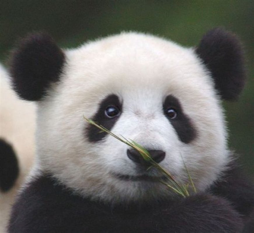8-times-pandas-were-way-too-cute-to-handle