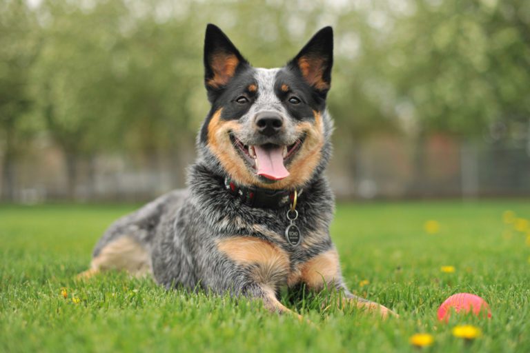 10 Symptoms That Show Your Dog Has Cancer - Page 2 ...