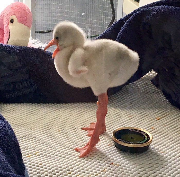 baby-flamingo-1