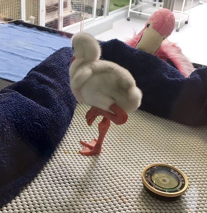 baby-flamingo-3