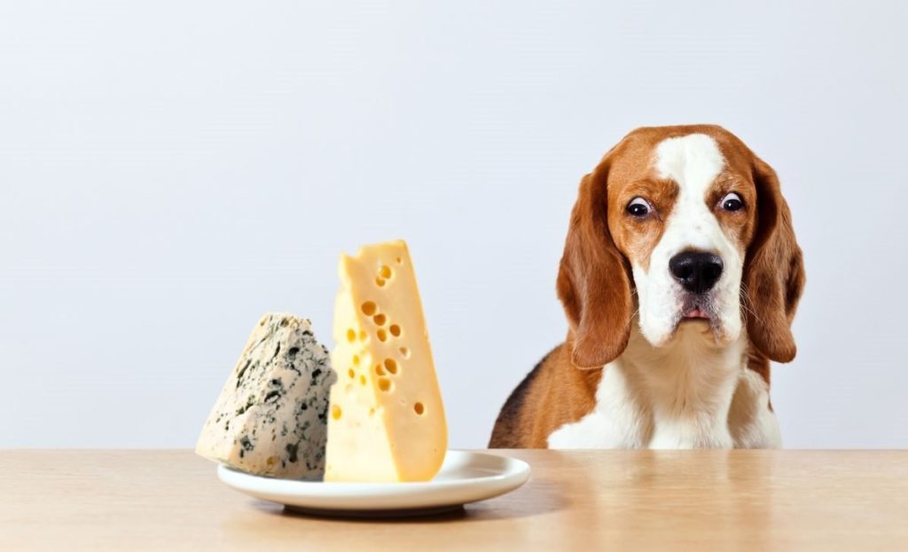 dog-and-chees