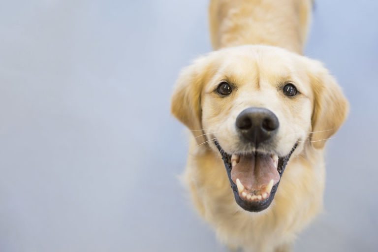 facts-about-retrievers-4