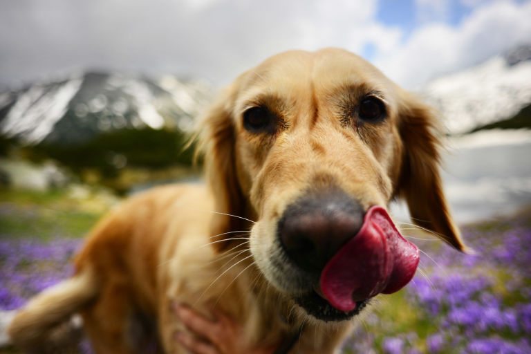 facts-about-retrievers-6