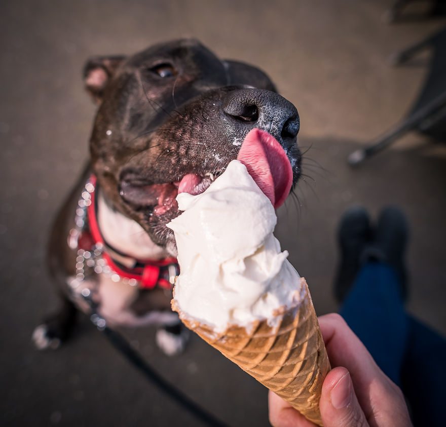 pets-love-ice-cream-1