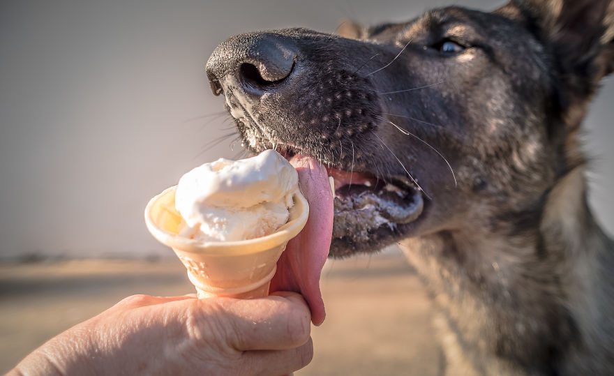pets-love-ice-cream-10
