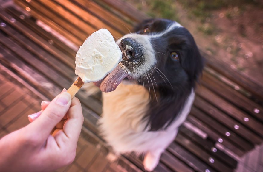 pets-love-ice-cream-2