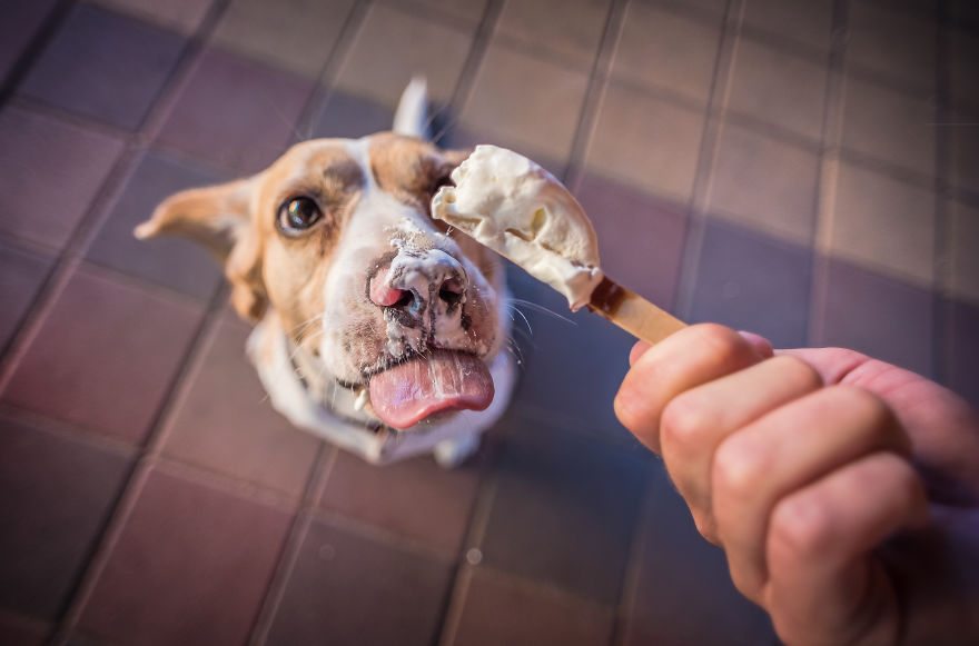 pets-love-ice-cream-3