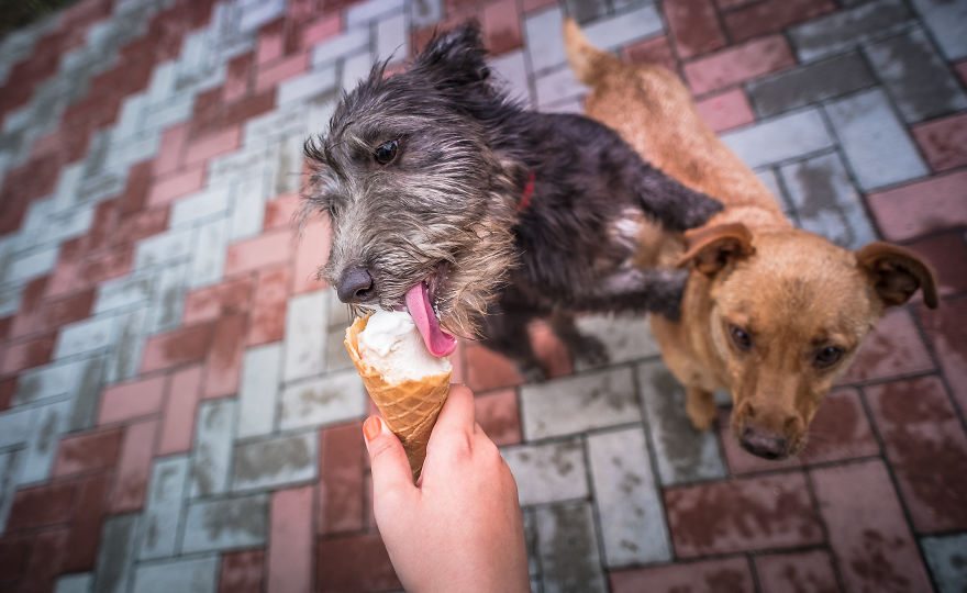 pets-love-ice-cream-6