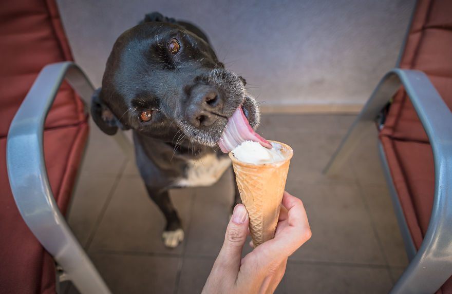 pets-love-ice-cream-7