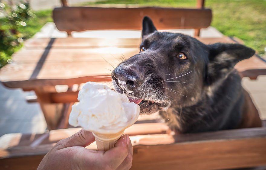 pets-love-ice-cream-8