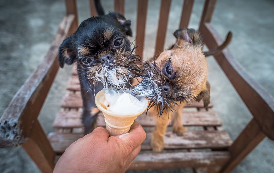 pets-love-ice-cream-9
