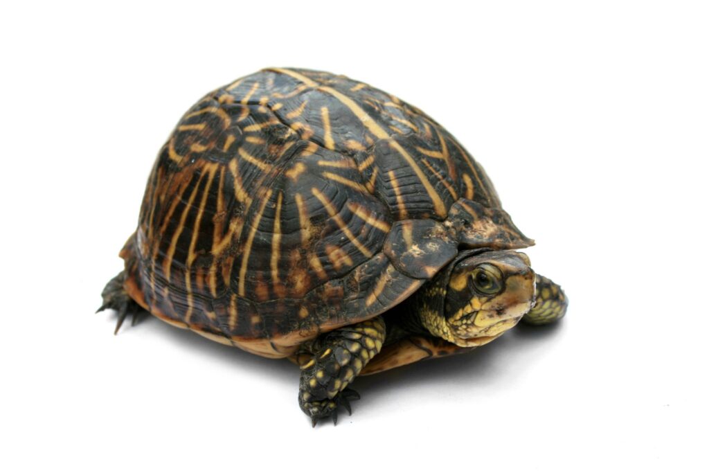 turtle-4
