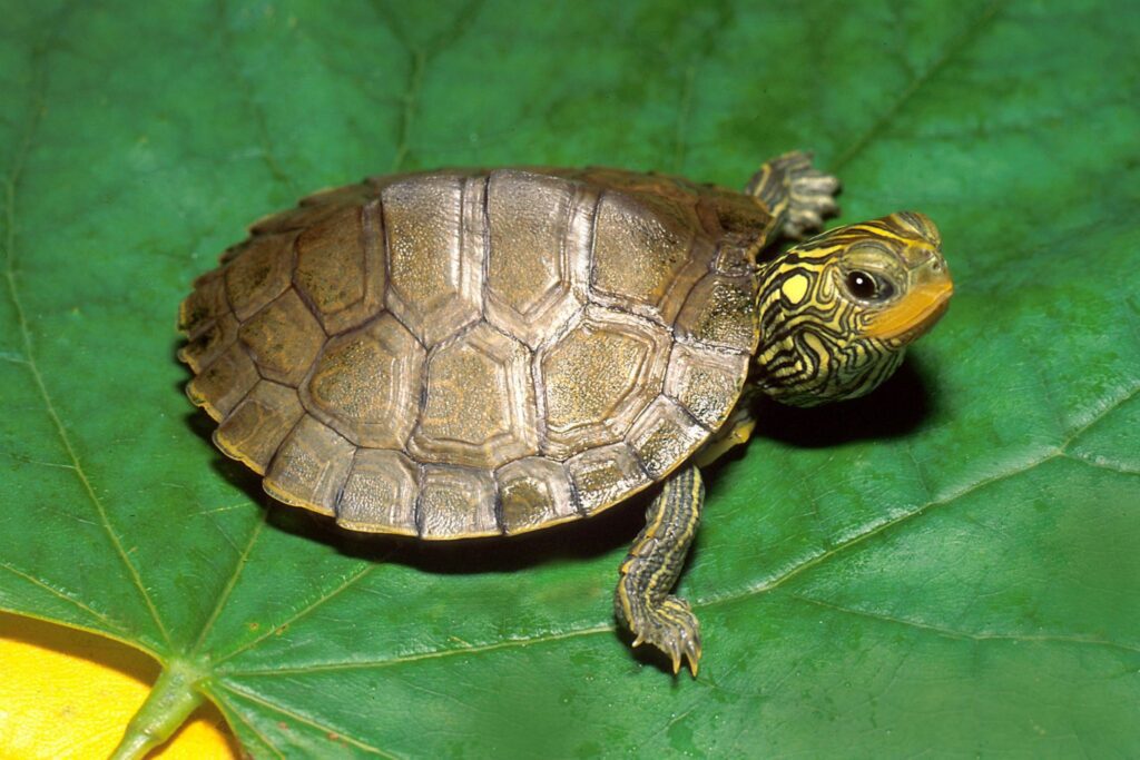 turtle-6