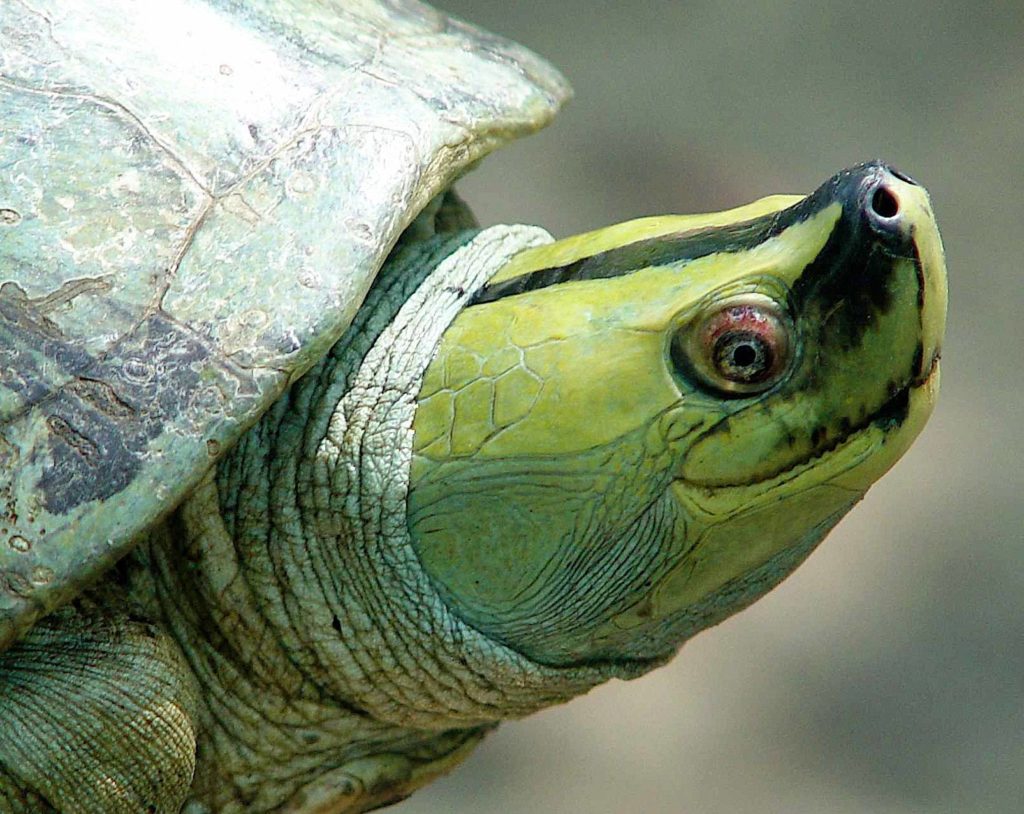 turtle-8