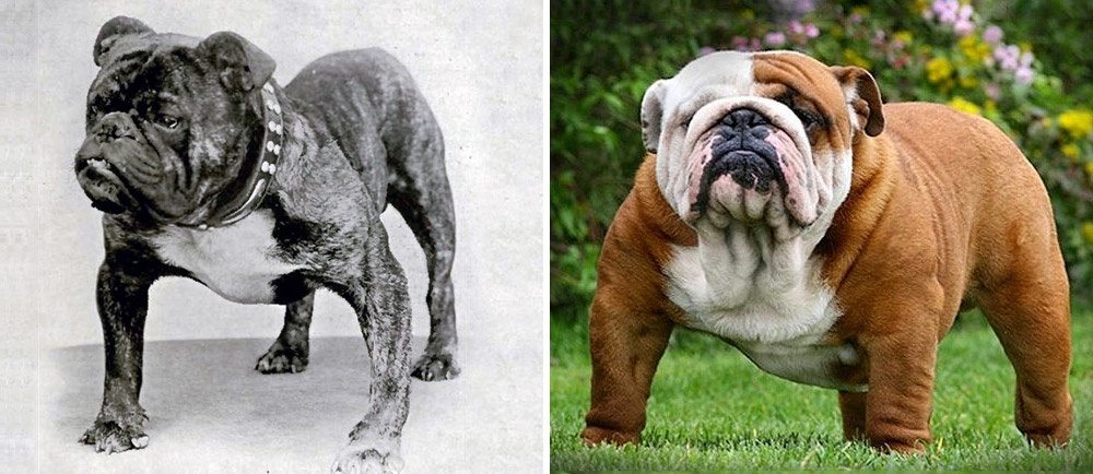 1-how-dog-breeds-changed-the-last-100-years