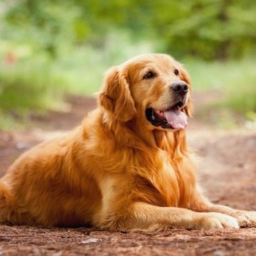10-friendly-dog-breeds-families-children