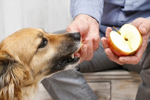 10-healthiest-human-foods-for-dogs