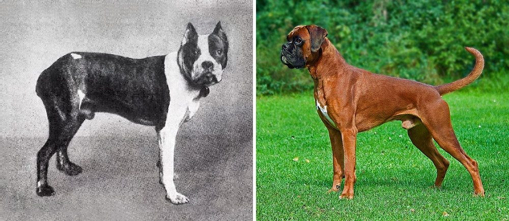10-how-dog-breeds-changed-the-last-100-years