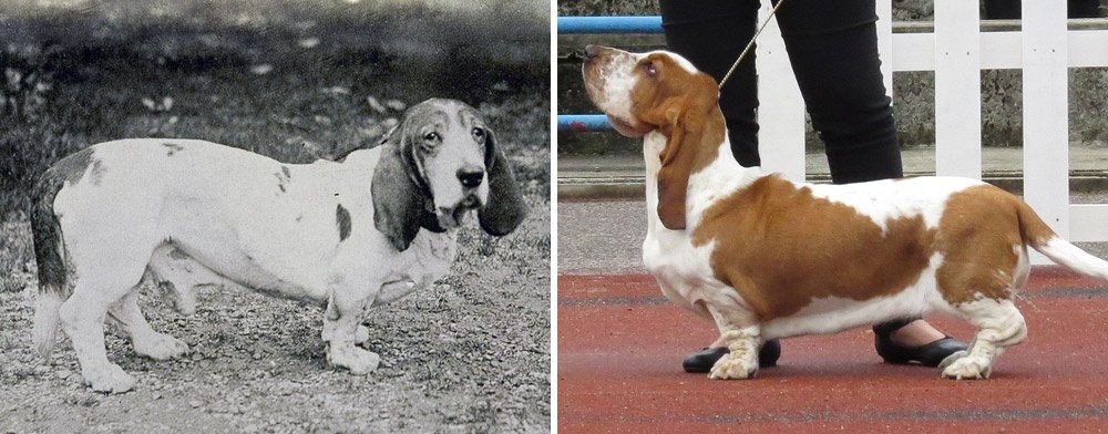 2-how-dog-breeds-changed-the-last-100-years