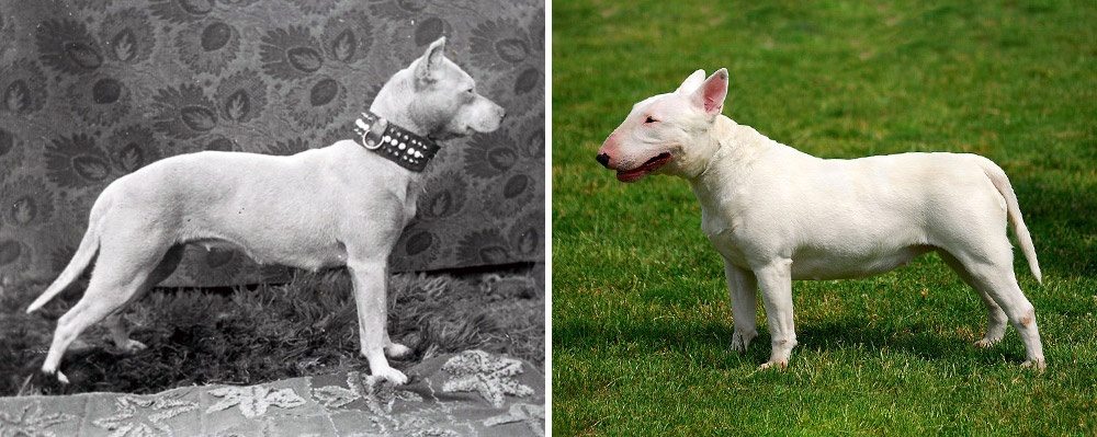 3-how-dog-breeds-changed-the-last-100-years