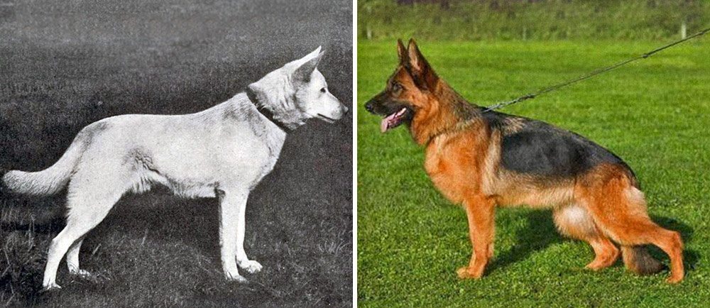 4-how-dog-breeds-changed-the-last-100-years