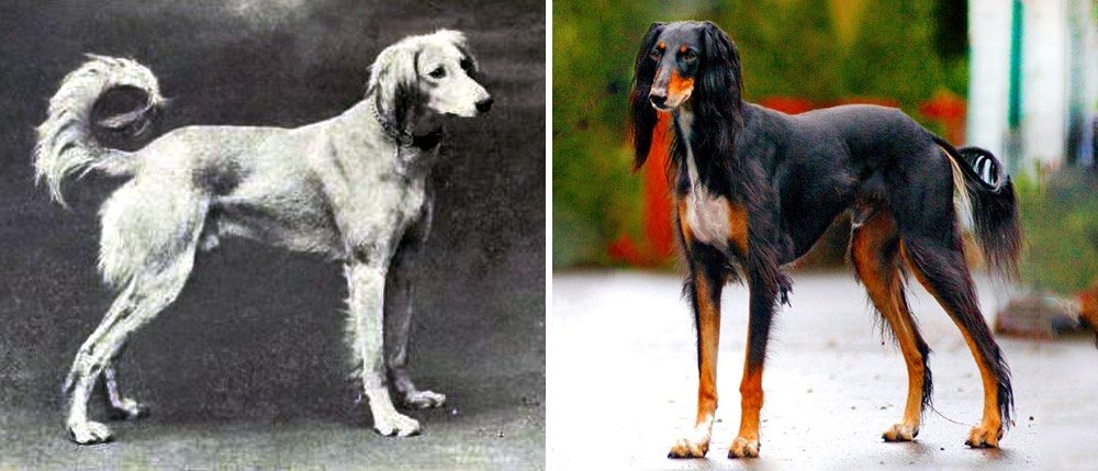 5-how-dog-breeds-changed-the-last-100-years