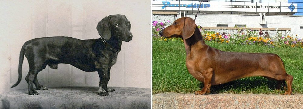 6-how-dog-breeds-changed-the-last-100-years