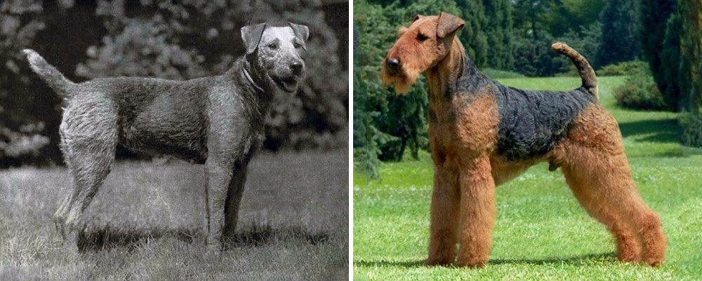 7-how-dog-breeds-changed-the-last-100-years