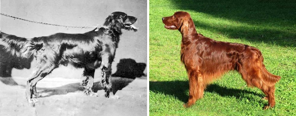 8-how-dog-breeds-changed-the-last-100-years