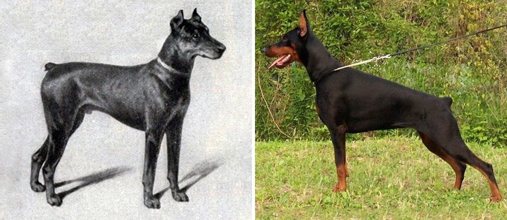 9-how-dog-breeds-changed-the-last-100-years