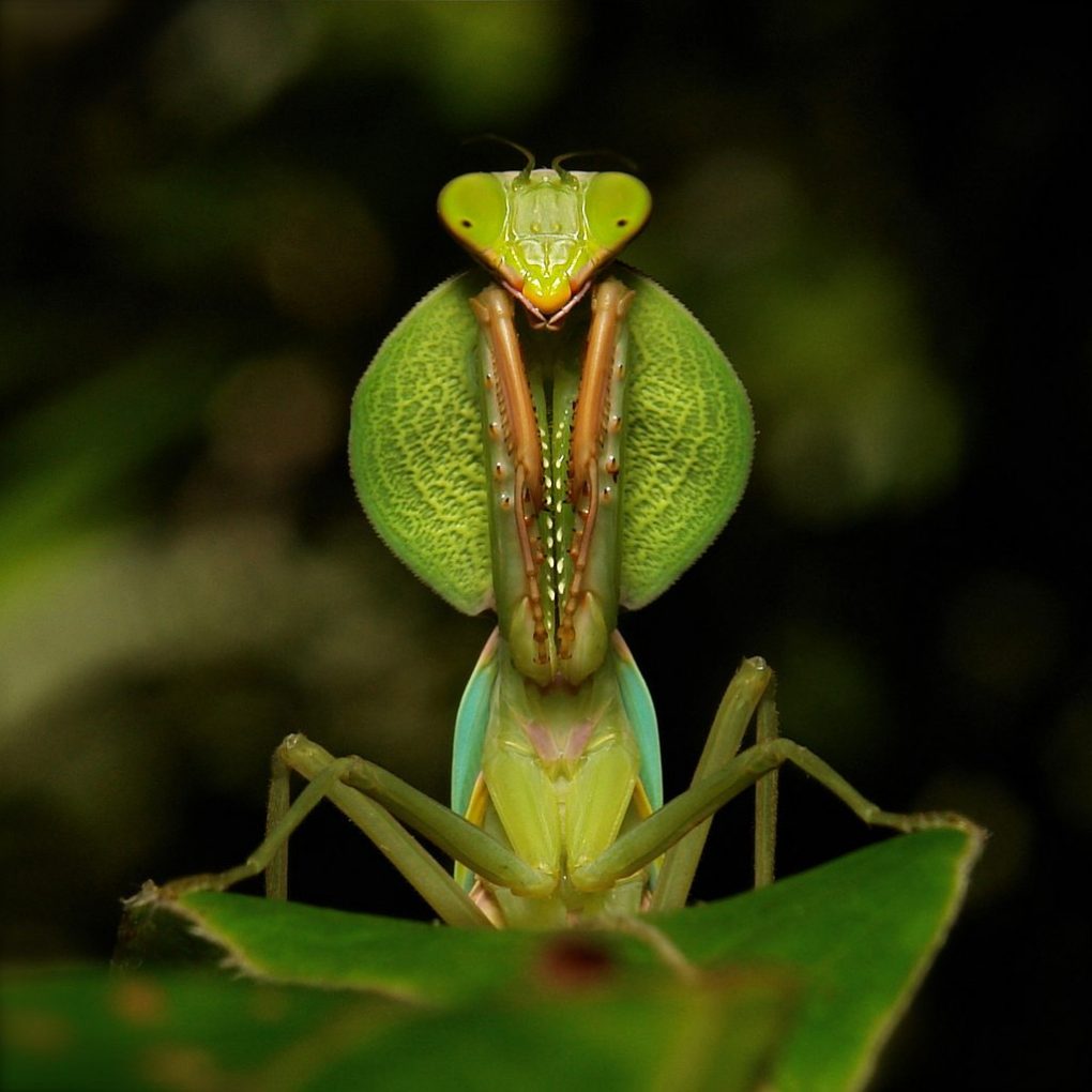 Hooded-Mantis