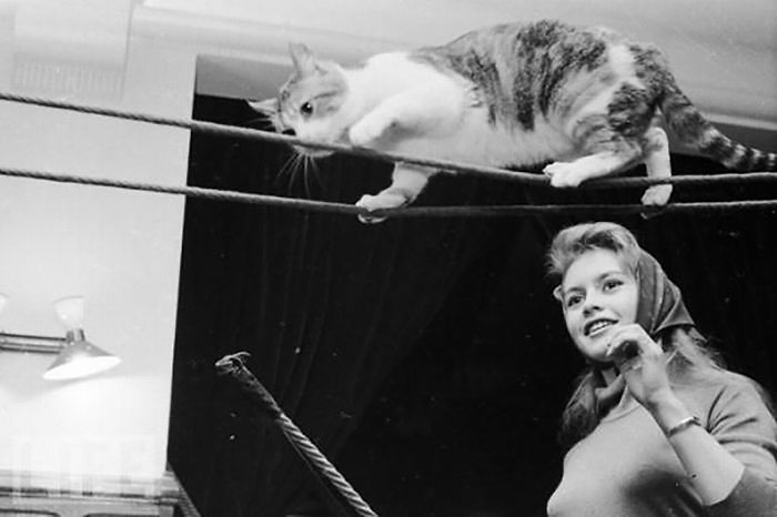 celebrities-and-cats-6
