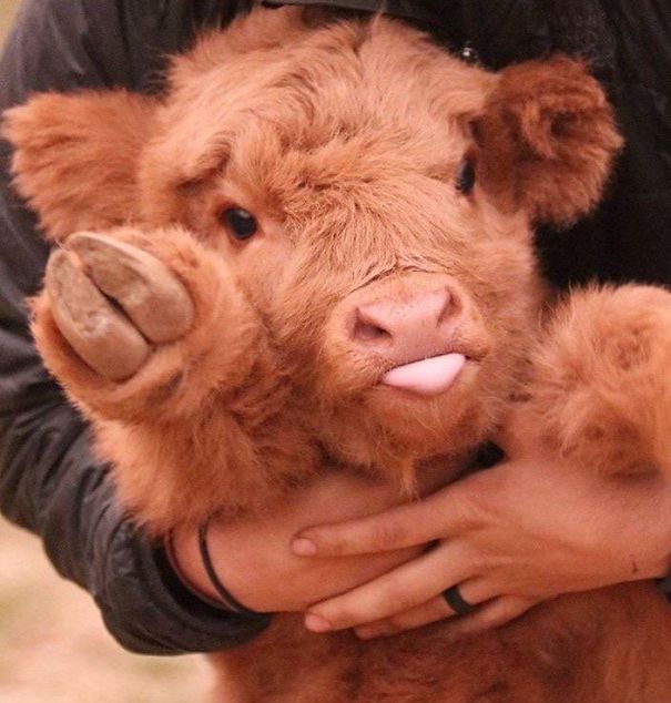 cute-cows-5