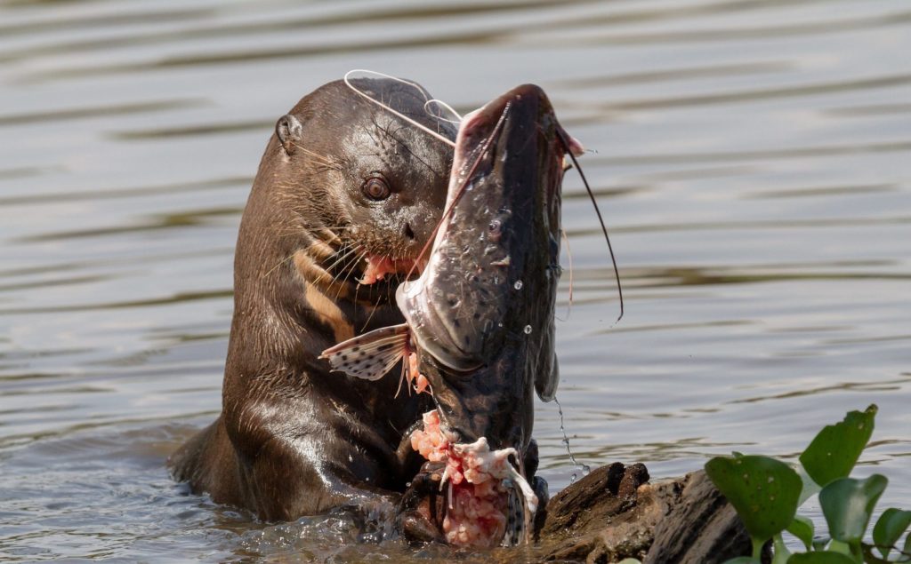 otter-eating