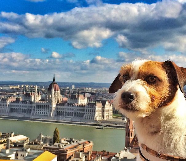puppy-explored-20-countries-2