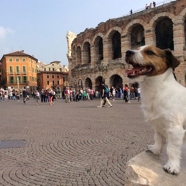puppy-explored-20-countries-7