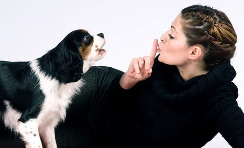 4-surprisingly-bad-dog-behaviours