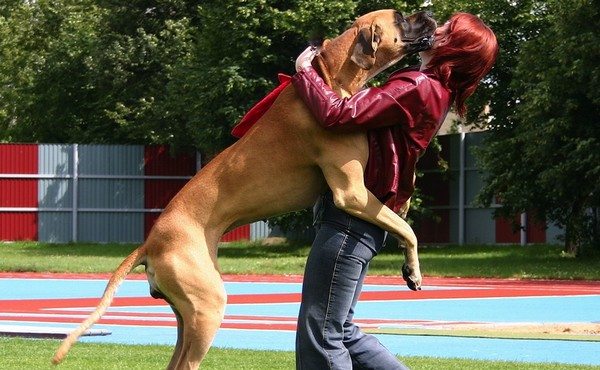 7-surprisingly-bad-dog-behaviours