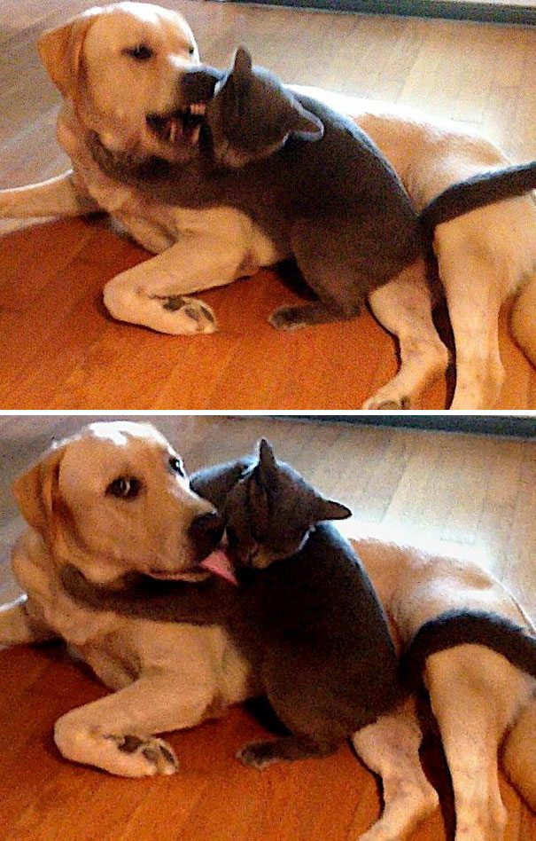Cats&dogs-living-together-2