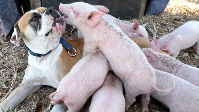 dog-and-pigs-1
