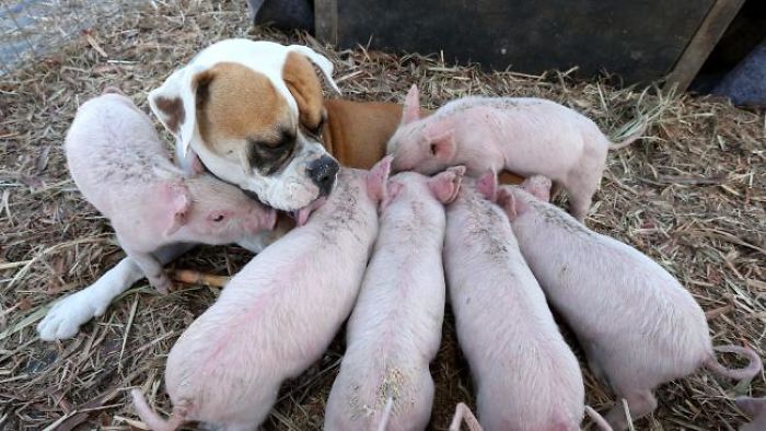 dog-and-pigs-2