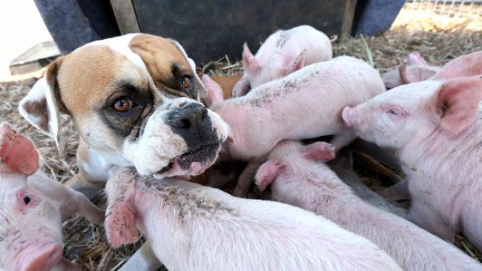 dog-and-pigs-3