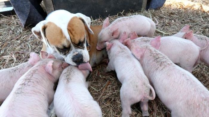 dog-and-pigs-5
